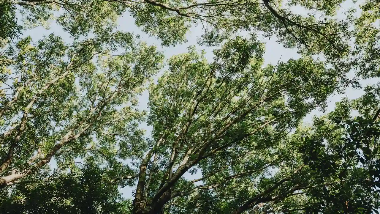 101影视网您的在线观影新选择